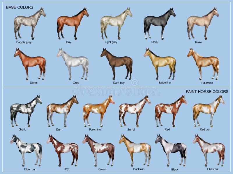 Horse Color Chart Stock Illustration Illustration Of Grey 62650825