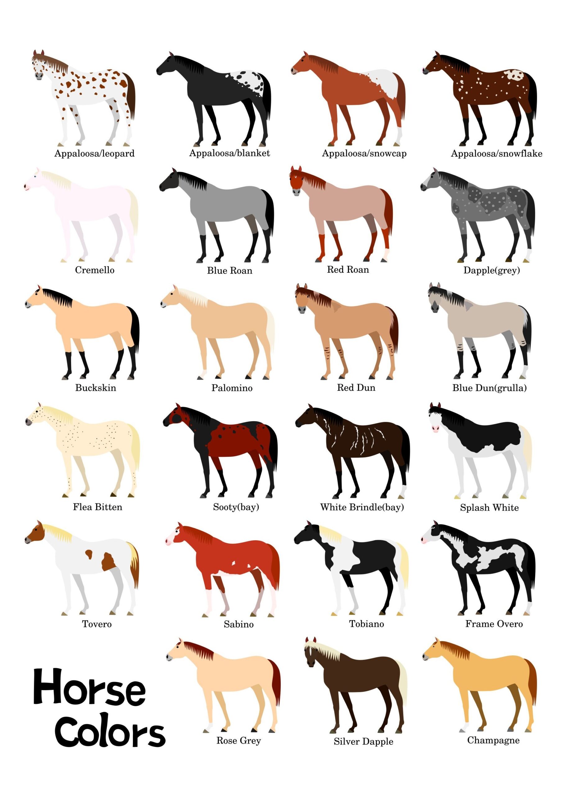 Horse Colors Set Horse Coat Colors Horse Coloring Horse Color Chart