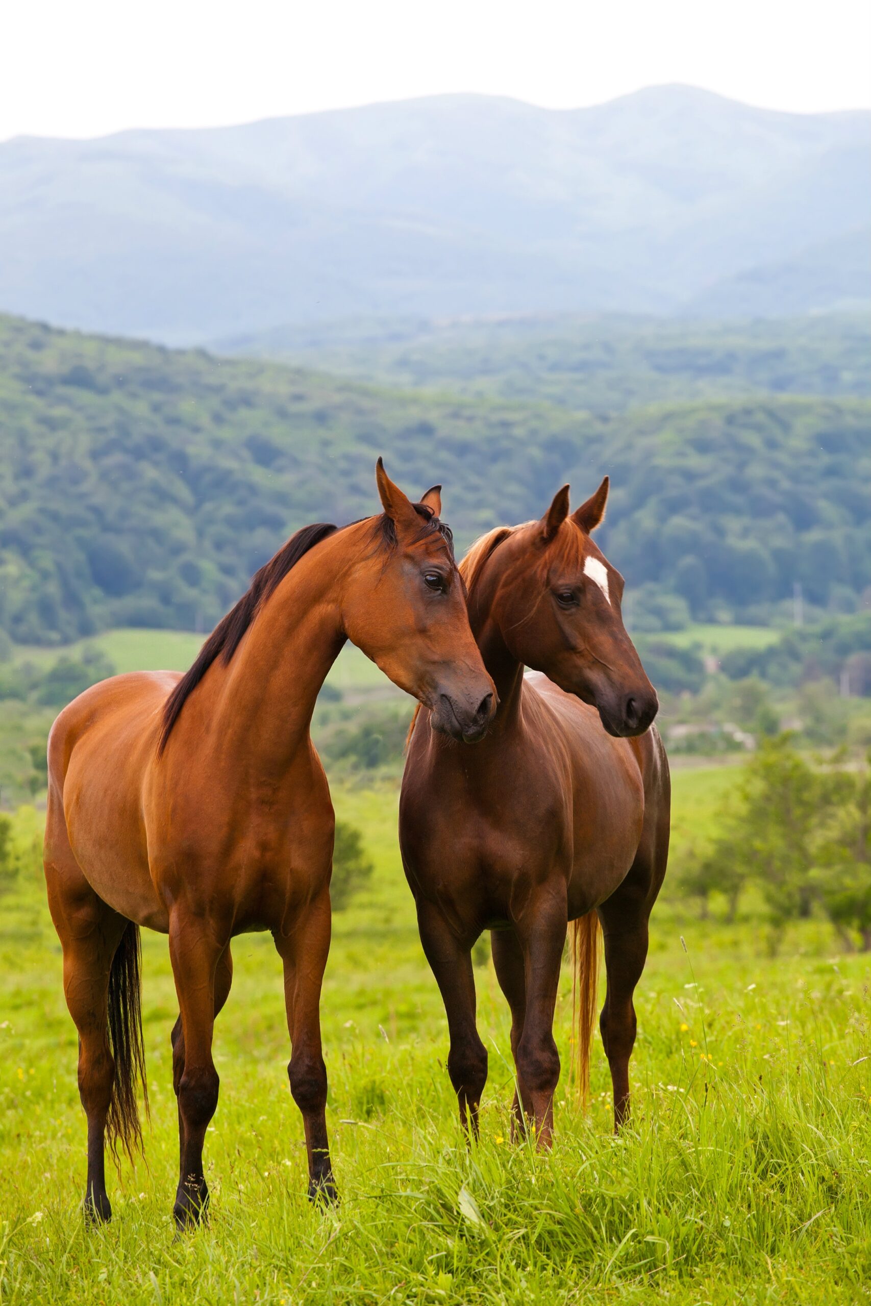 horse colors chart horse colors chart