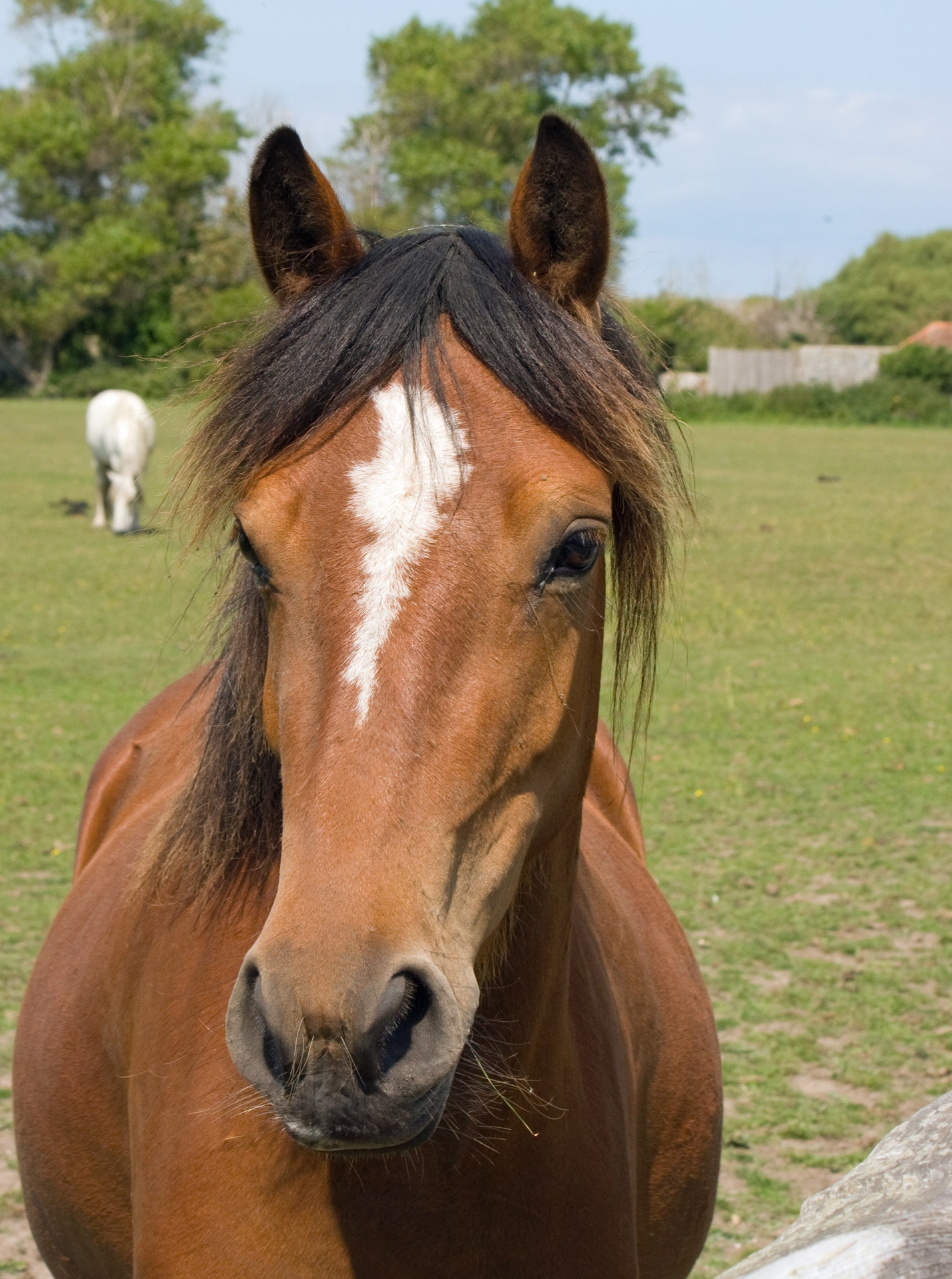 Horse Portrait Free Stock Photo Public Domain Pictures