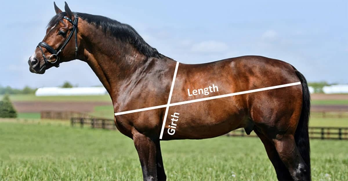 Horse Weight Calculator A Handy Tool Horses And People