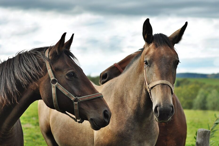 Horses Animals The Horse Free Photo On Pixabay