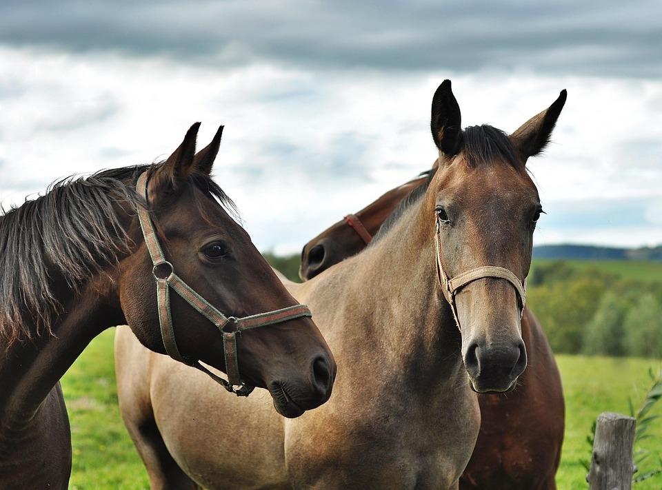 Horses Animals The Horse Free Photo On Pixabay