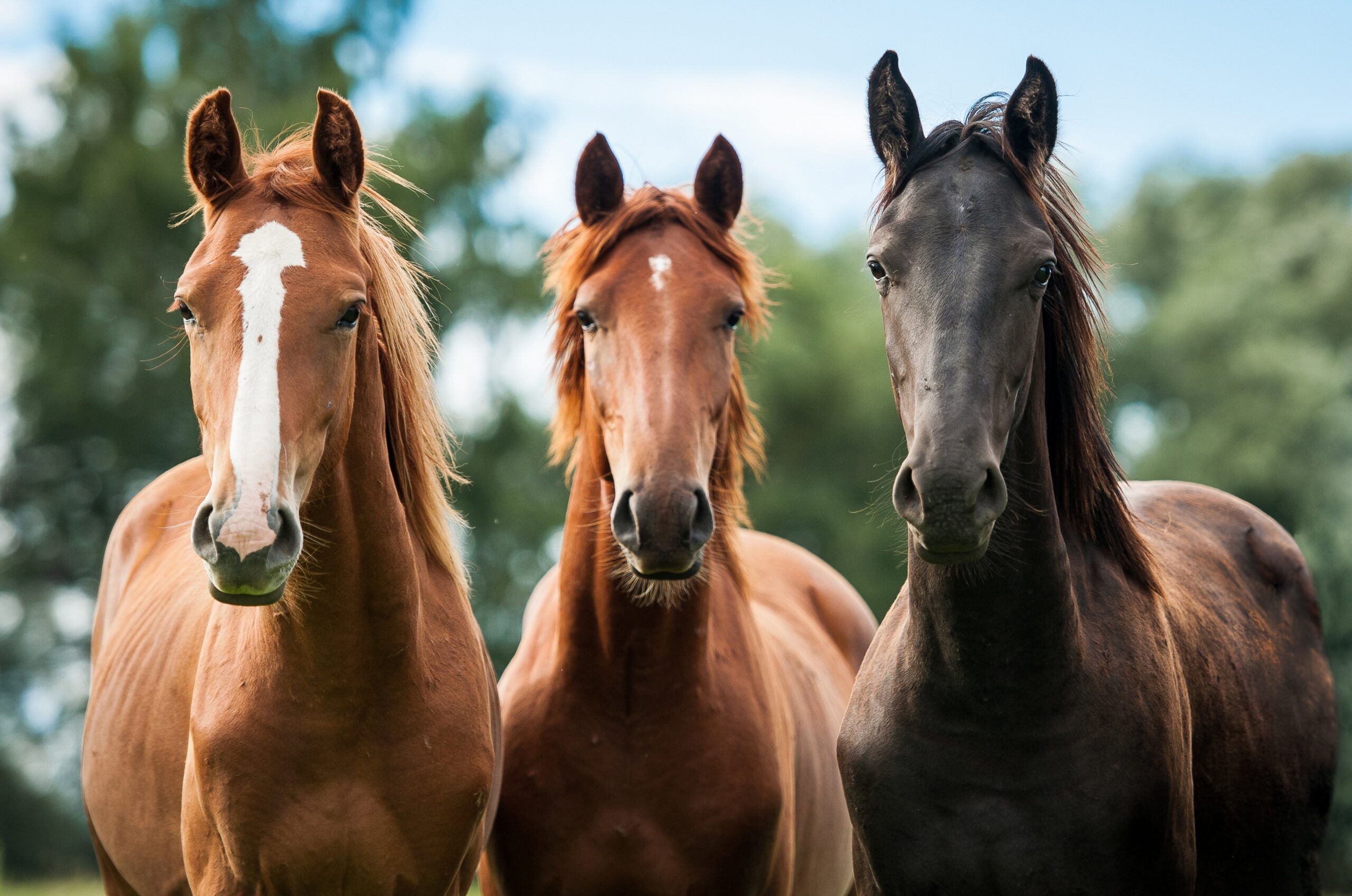 Horses Horse Wallpapers HD Desktop And Mobile Backgrounds