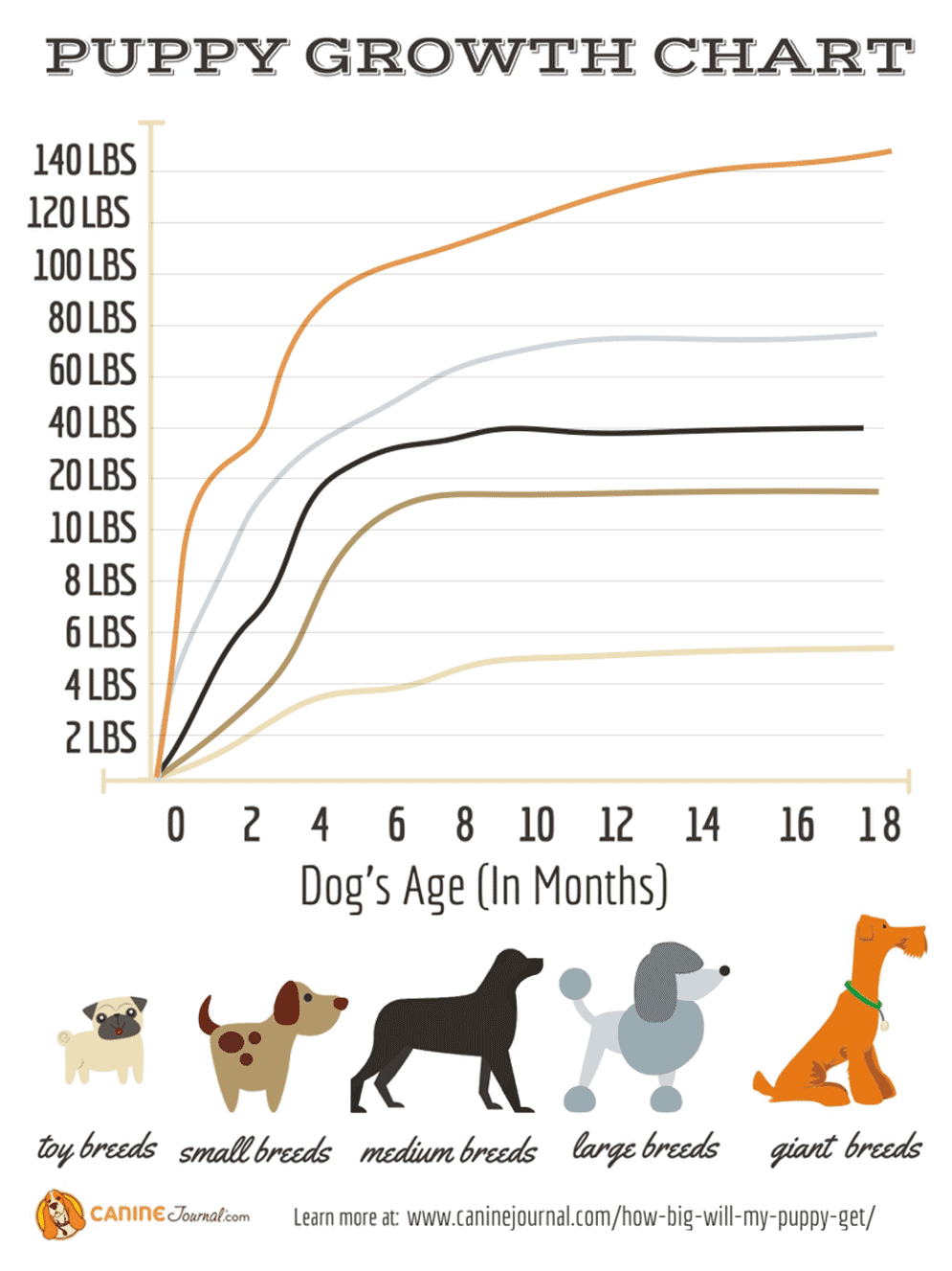 How Big Will My Puppy Be When He s An Adult Dog CanineJournal