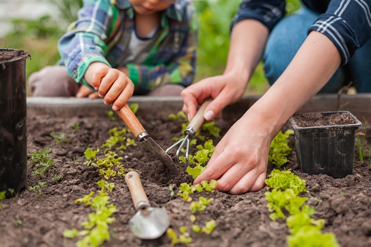 How Do You Know When To Start Planting Your Garden Giovine 