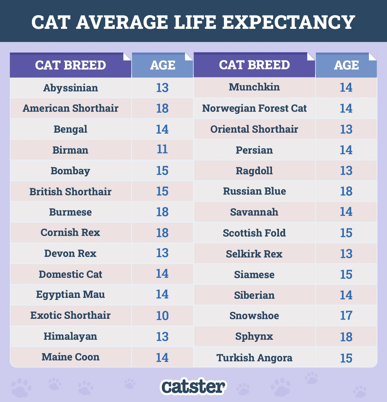 How Long Do American Shorthair Cats Live Average Lifespan Data Facts 