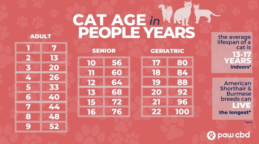 How Long Do Cats Live Paw CBD