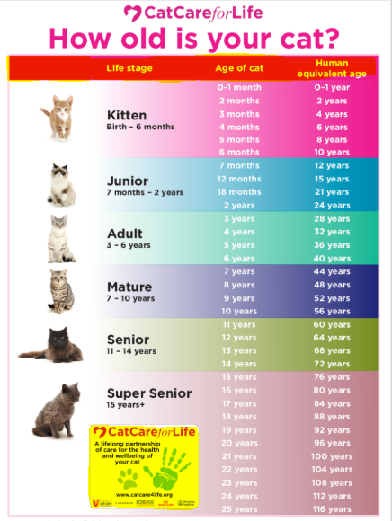 How Many Cat Years To Human Years Calculator Petco Near Me Cat 