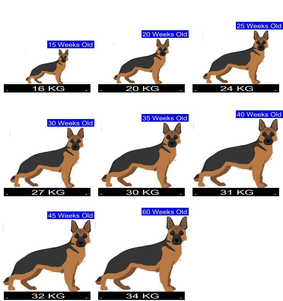 How Much Should German Shepherd Dog Weigh German Shepherd Dog Weight 