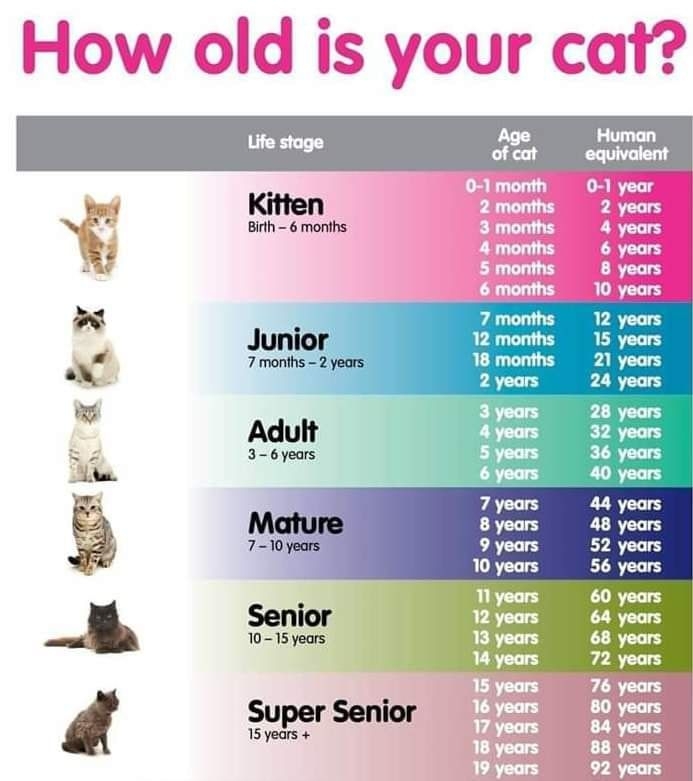 How Old Is Your Cat Find Out Here 