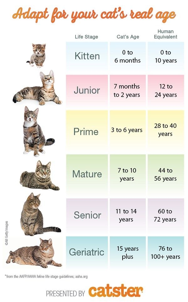 How To Calculate Your Cat 39 s Age Cat Ages Cat Years Cat Lifespan