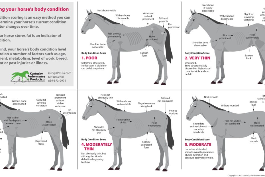 How To Evaluate Your Horse s Weight KPP