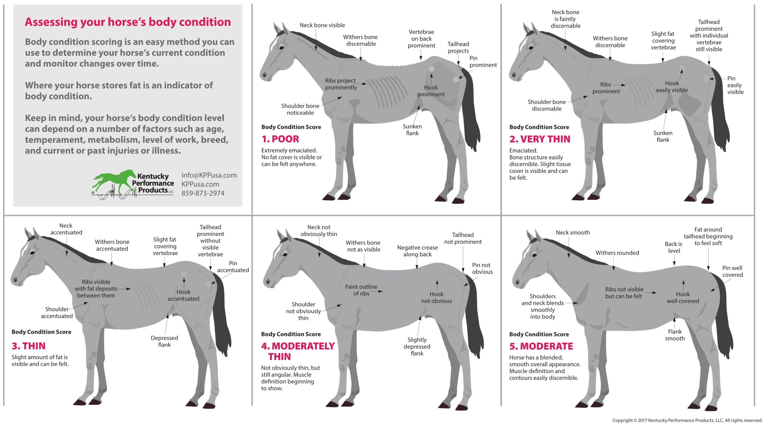 How To Evaluate Your Horse s Weight KPP
