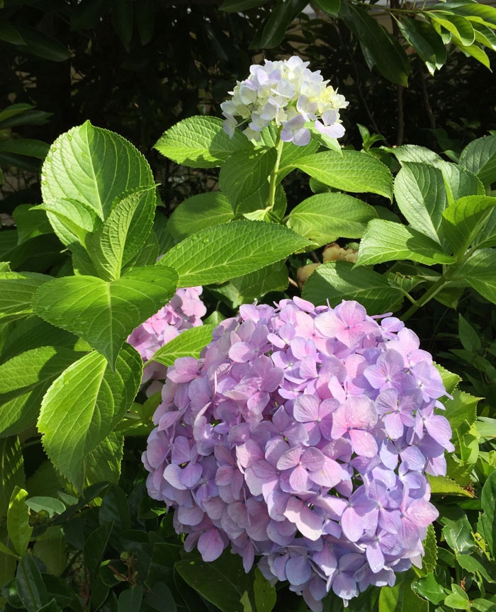 hydrangea color chart