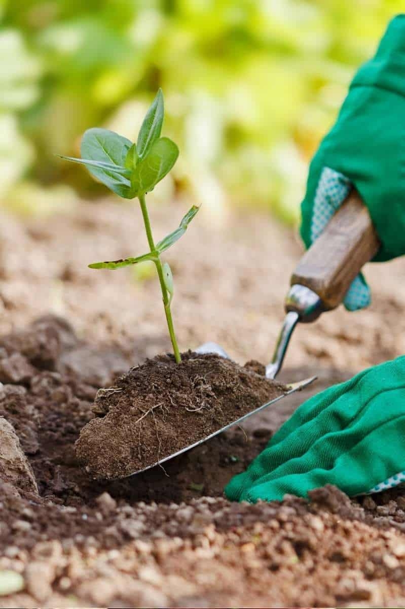 How To Plant A Garden Organic Vegetable Gardening Growfully