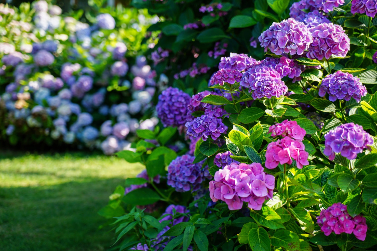 How To Plant And Grow Hydrangeas A Sheltered Spot And Regular 