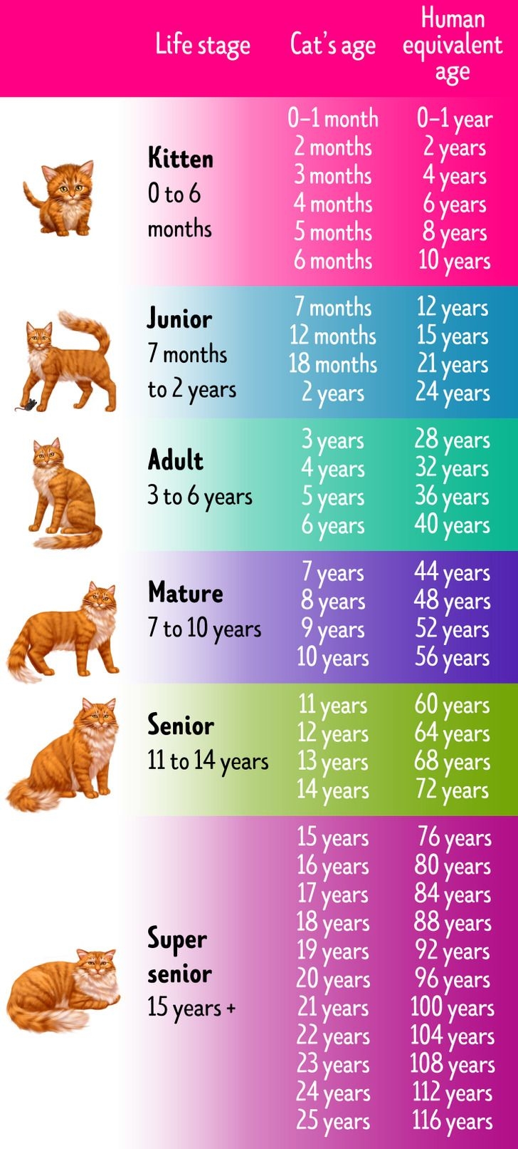 How To Tell A Cat s Age In Human Years Cat Years Cat Ages Cat Age Chart