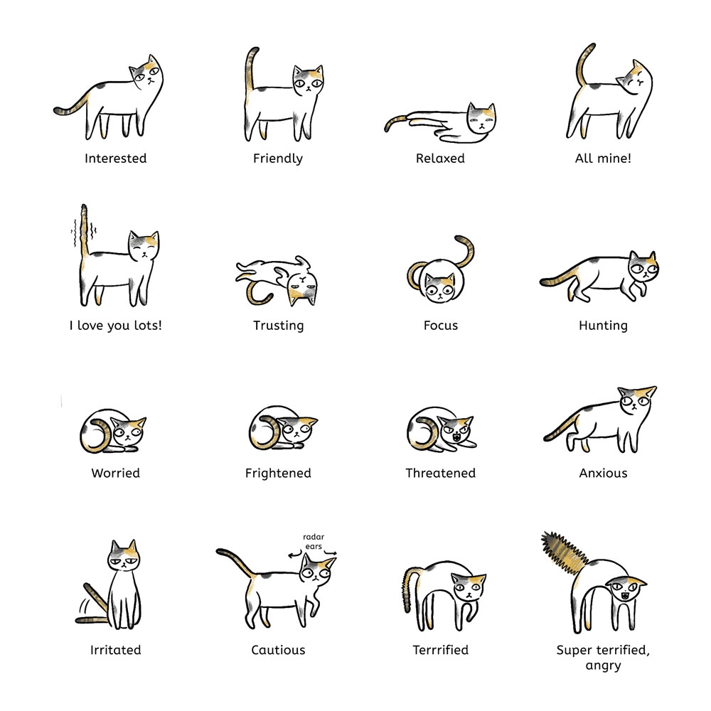 How To Tell How A Cat Is Feeling By Its Tail At Ruby Najar Blog