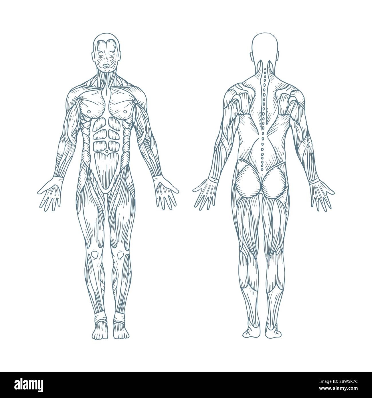 Human Anatomy Sketch Groscw