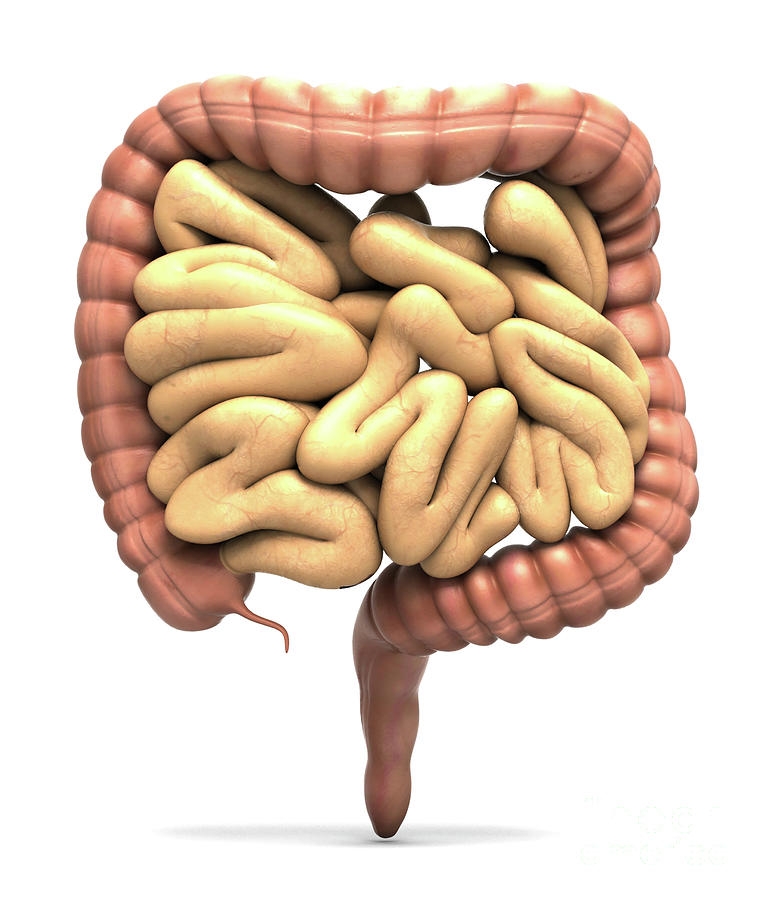 Human Bowel Photograph By Medical Graphics michael Hoffmann science 