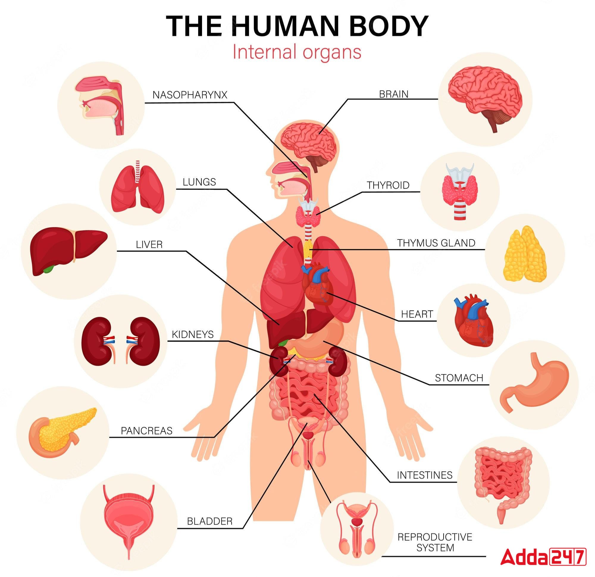 body mass index chart for adults body mass index chart for adults