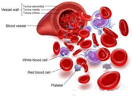 blood groups chart blood groups chart