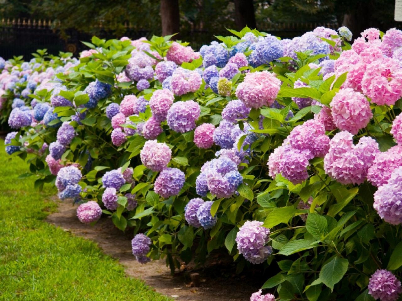 Hydrangea Care And Culture