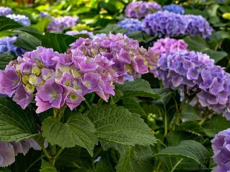 Hydrangea Flowers Different Types How To Grow And Care Florgeous