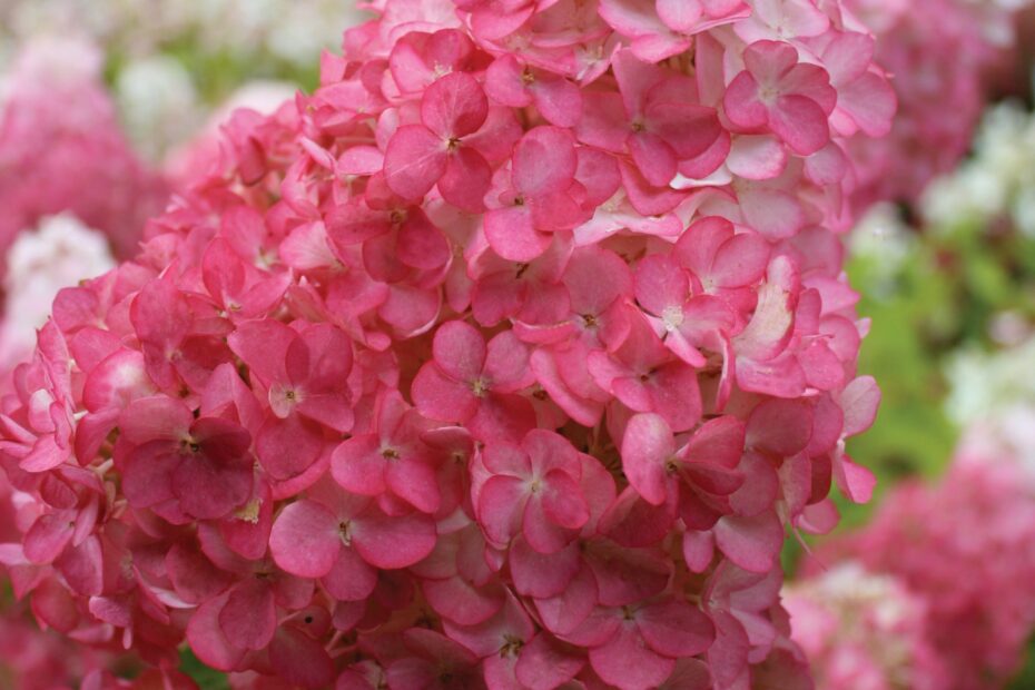 Hydrangea Pictures National Garden Bureau
