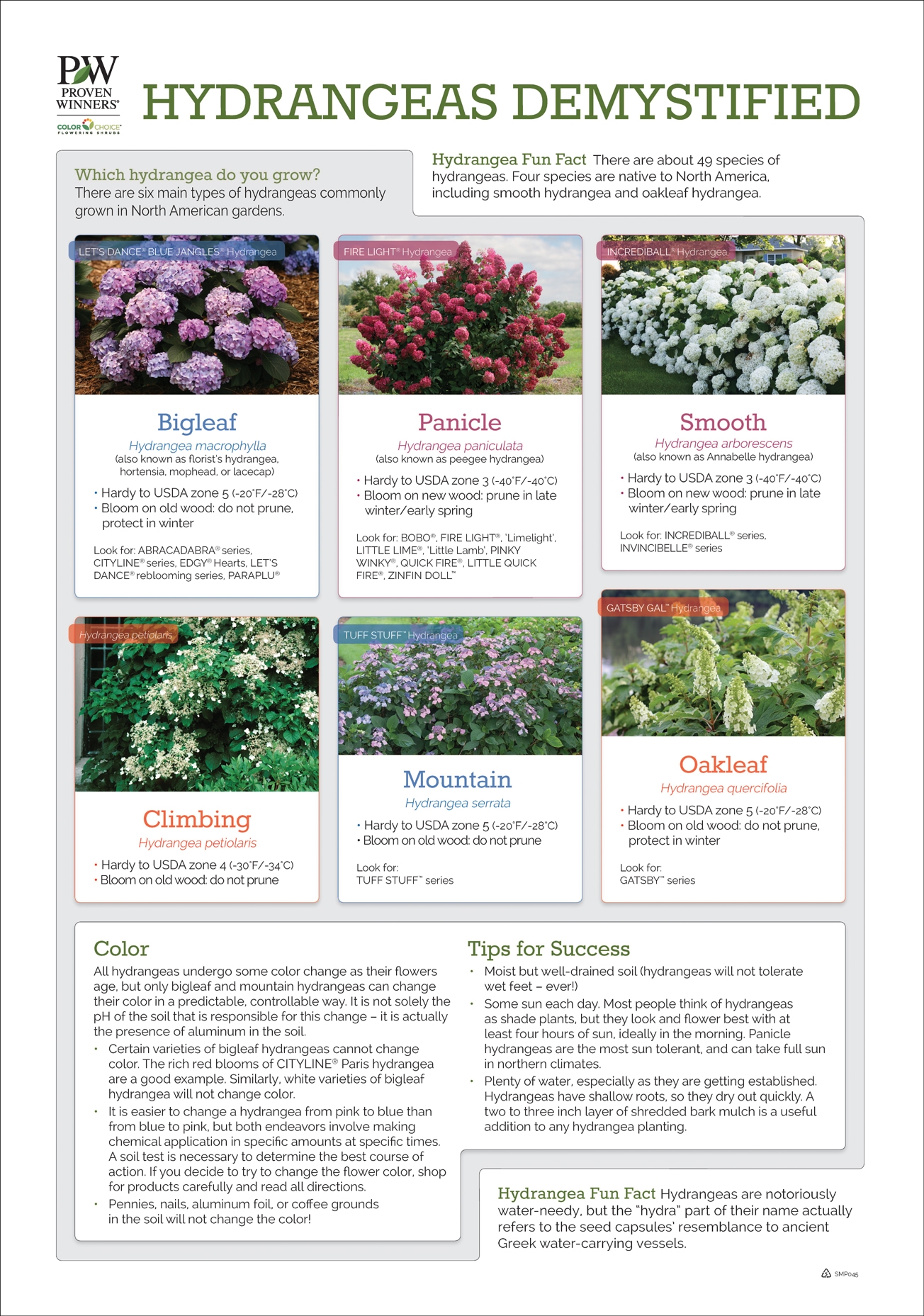 Hydrangeas Demystified 24x34 quot Poster Proven Winners