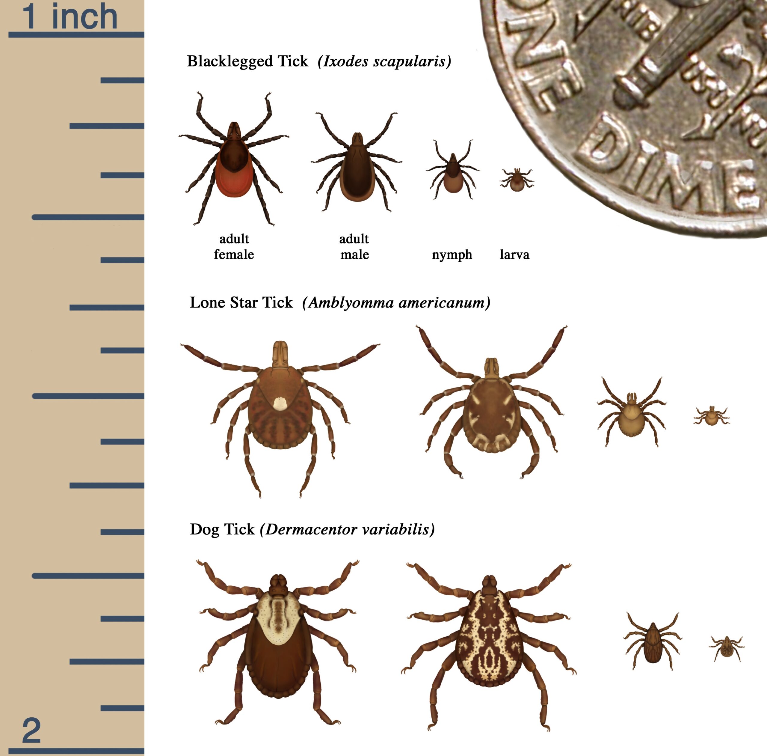 Identify Tick Free NH Identify Tick Free NH