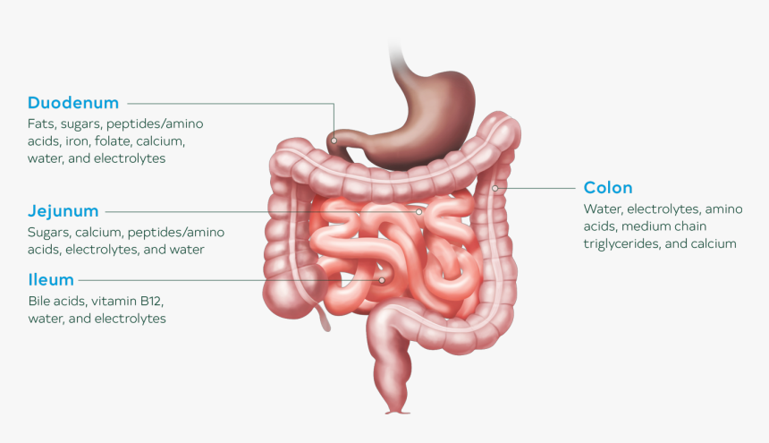 Image Of Bowel Anatomy And Function Illustration Bowel Anatomy HD 