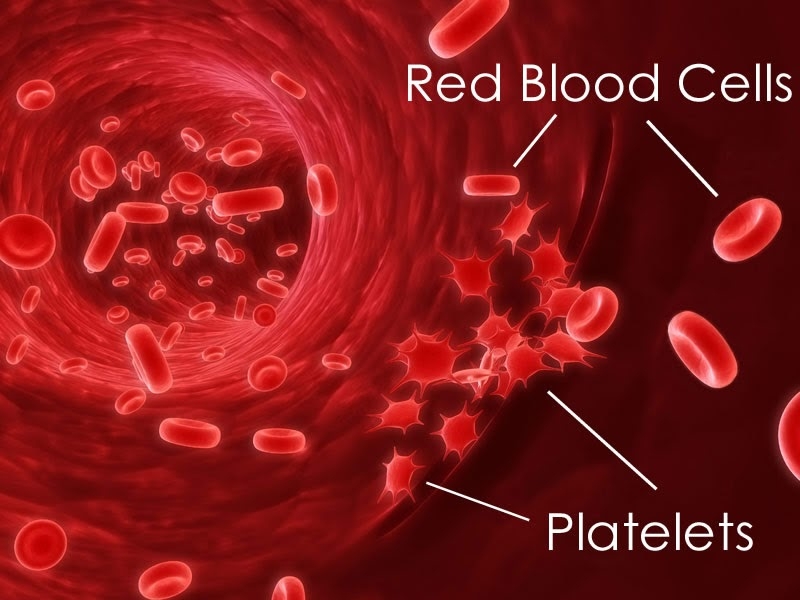 Interesting Fact About Human Body Blood And Constituents Of Blood