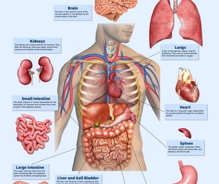 Internal Body Organs Body Anatomy Human Body Organs Human Body Anatomy