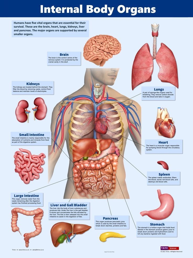 Internal Body Organs Body Anatomy Human Body Organs Human Body Anatomy