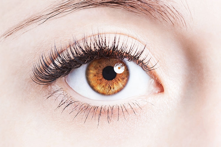 Introduction To The Eye Dickson Eye Health