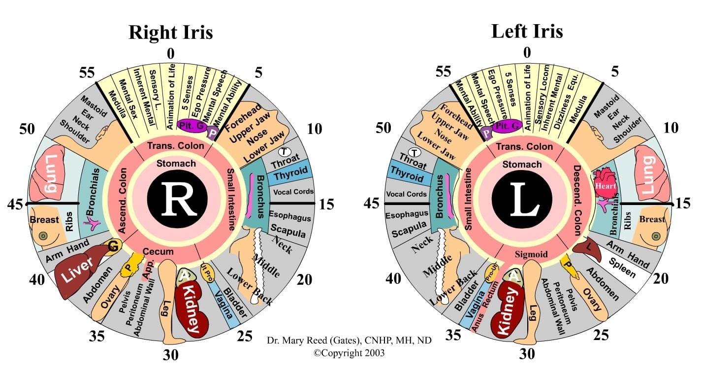 Iridology Chart MAIKONG Iridology Camera Iriscope Leading Manufacturer