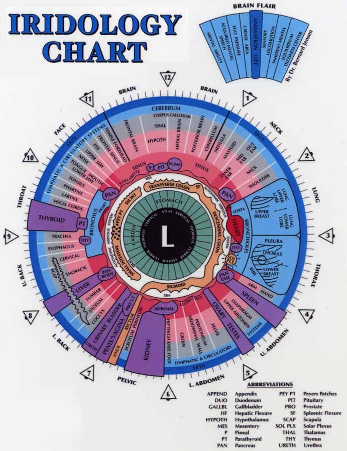Iridology Chart Organs