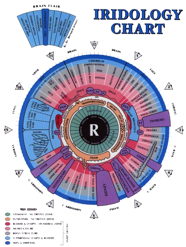iridology charts iridology charts
