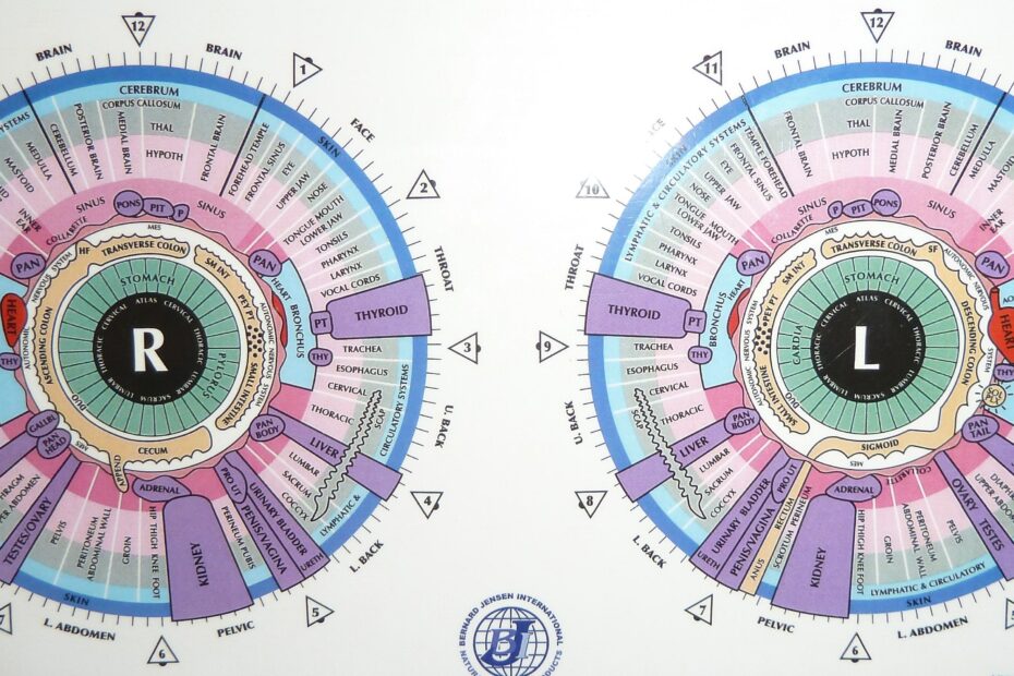 Iridology Charts GrapeGate