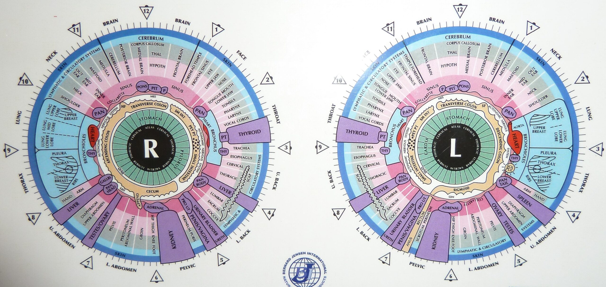 Iridology Charts GrapeGate