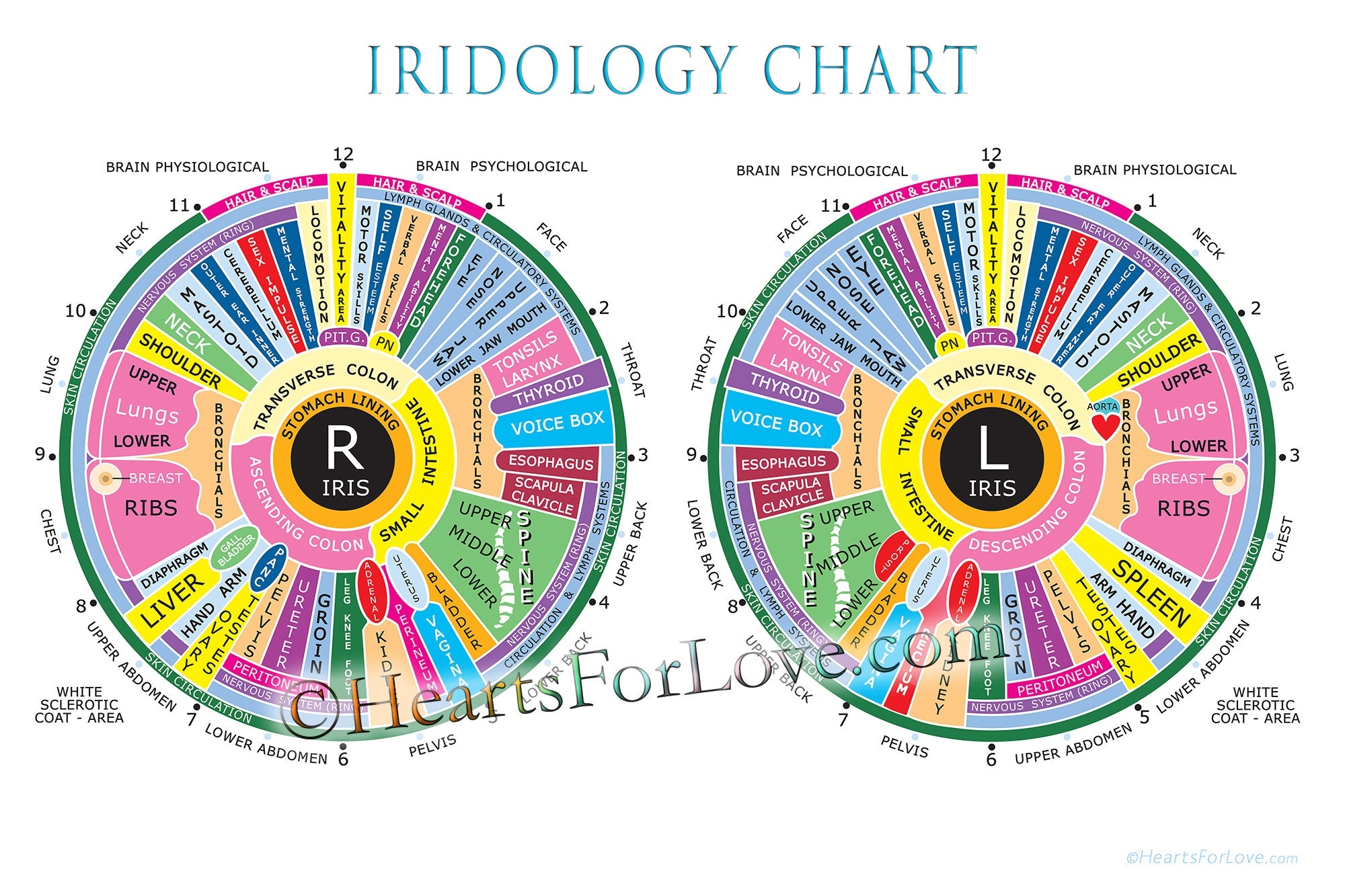 Iridology Left Eye Chart