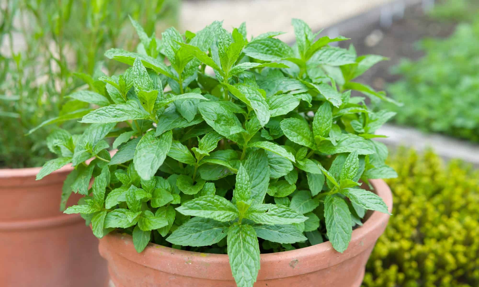 Is Mint Perennial Or Annual A Z Animals