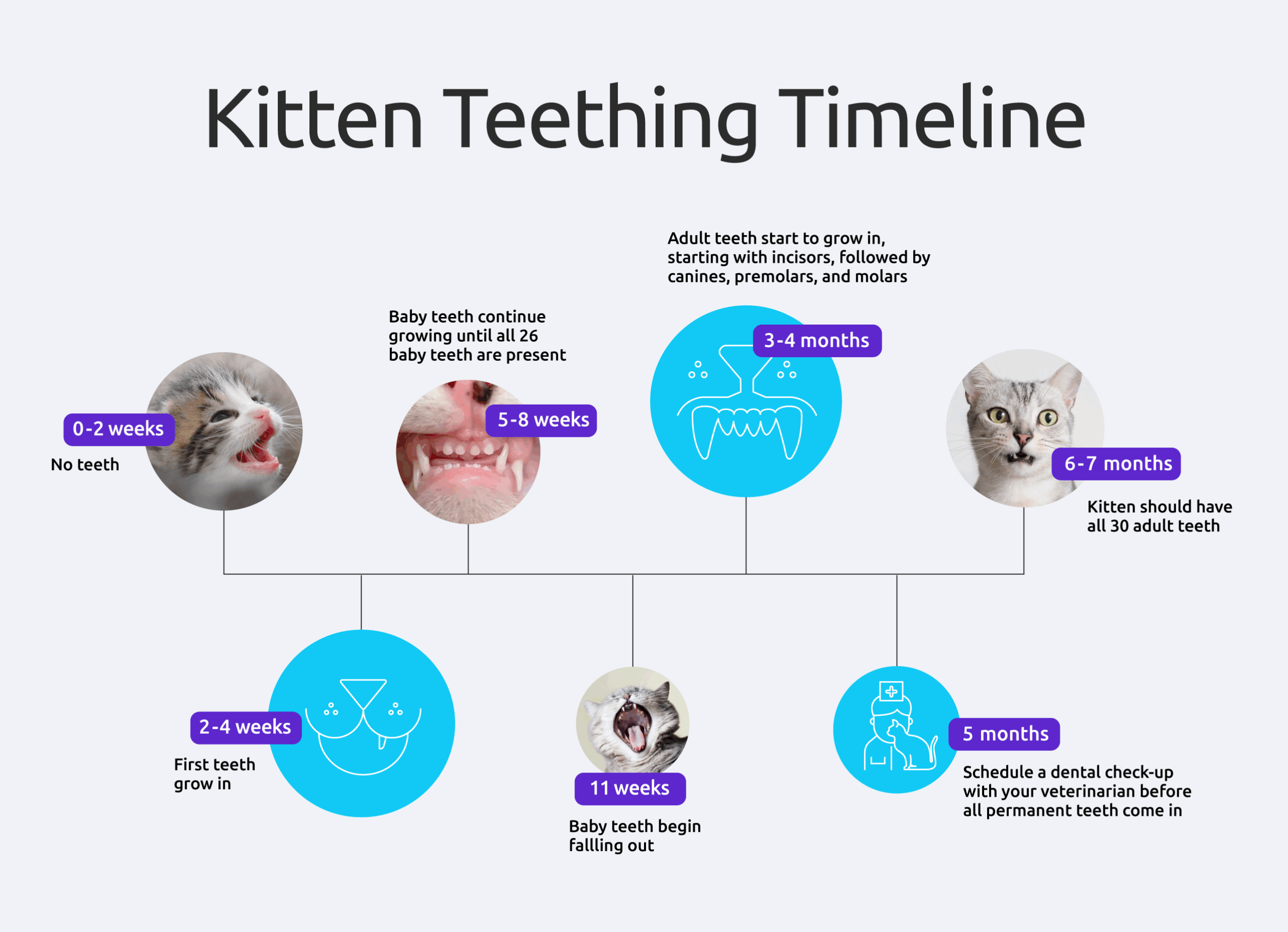 Kitten Teeth Age Kitten Teeth Age