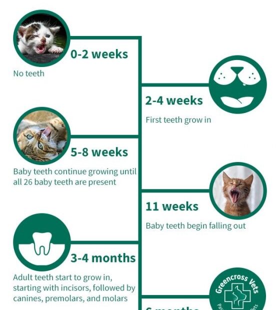 Kitten Teeth Chart By Age At Joseph Florence Blog