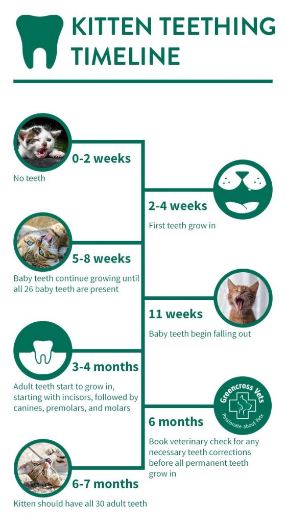 Kitten Teeth Chart By Age At Joseph Florence Blog