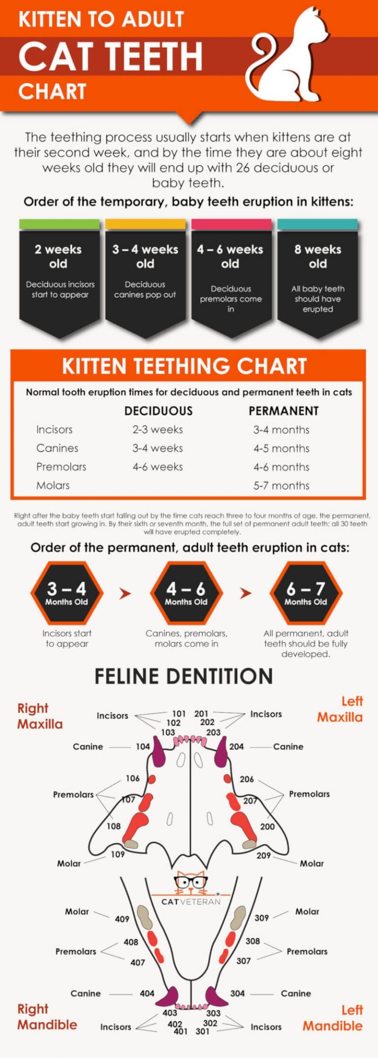 Kitten Teeth Chart By Age At Joseph Florence Blog