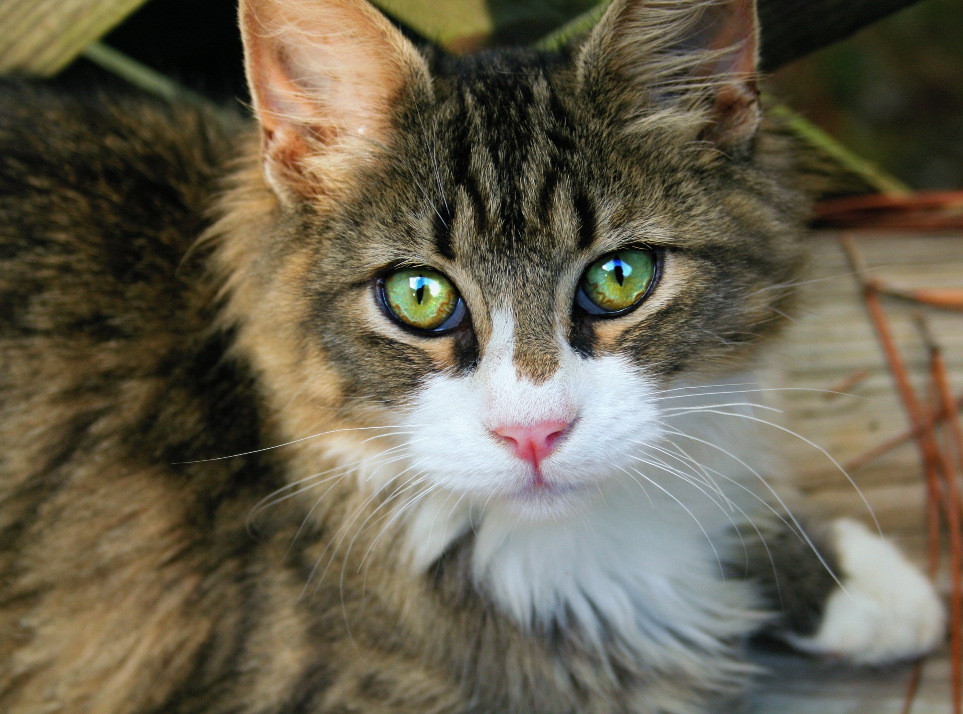 Kitty Cat Free Stock Photo Public Domain Pictures
