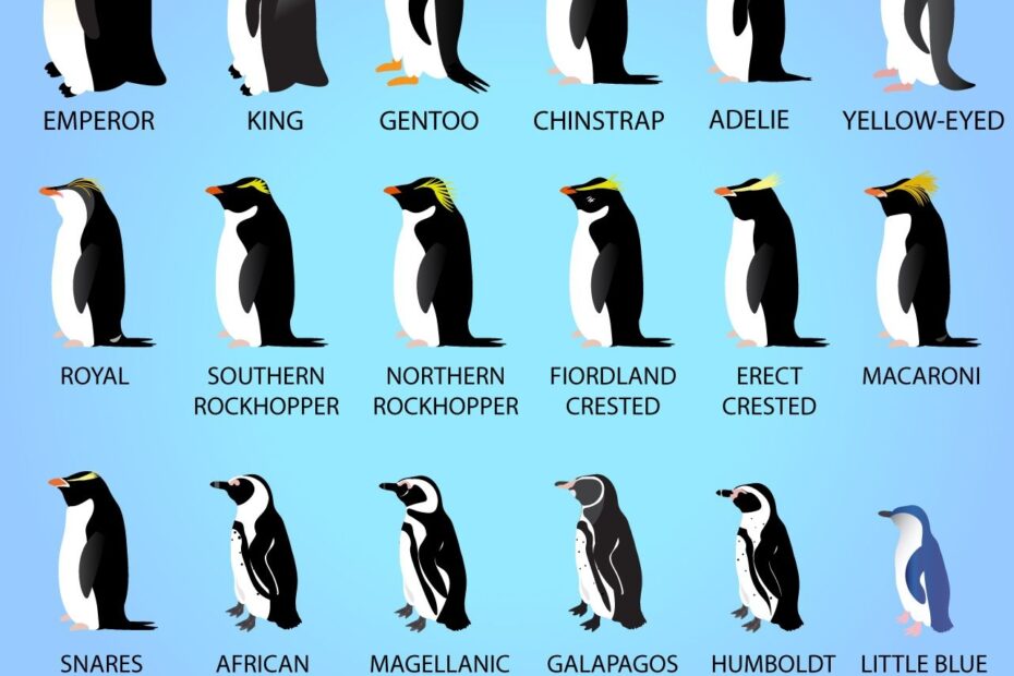 Know Your Penguins Types Colors And Sizes